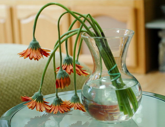InBloom Wilts Amid Privacy Backlash